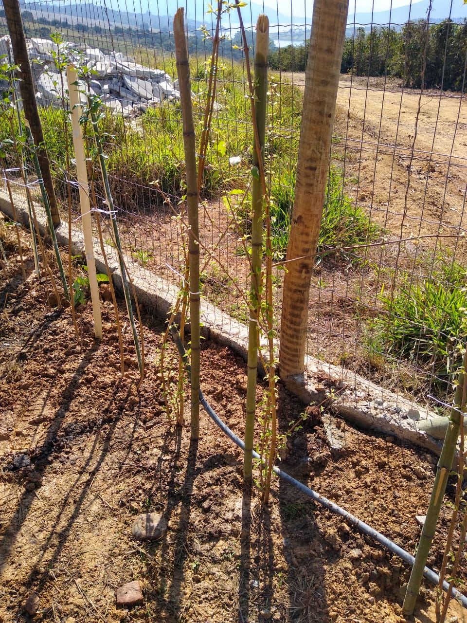 Serginho e Chinho Serviços de Prestação de Jardinagem em Geral